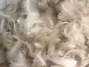 供應(yīng)毛片羽絲 東莞隆騰批發(fā) 價格更實(shí)惠